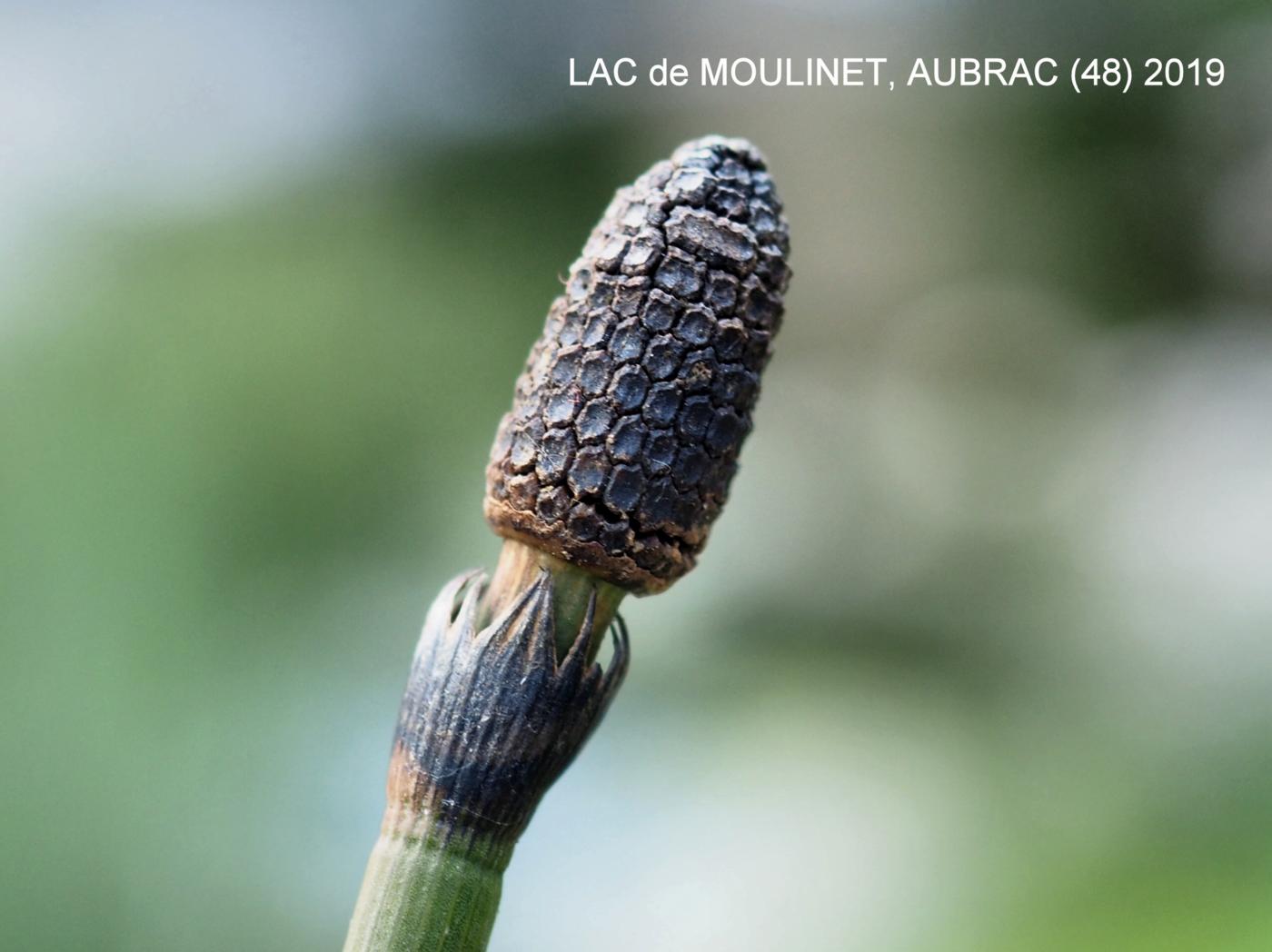 Horsetail, Water fruit